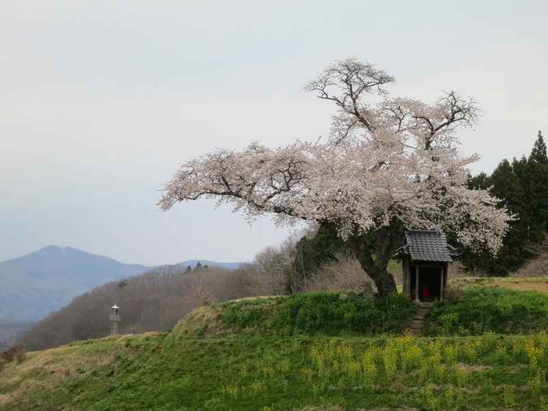 小沢の桜