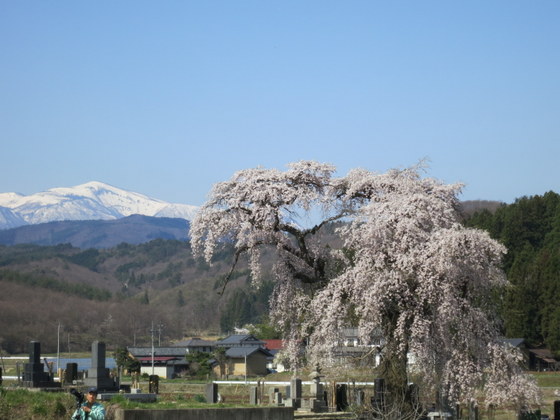 平石の桜