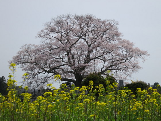 七草木の桜
