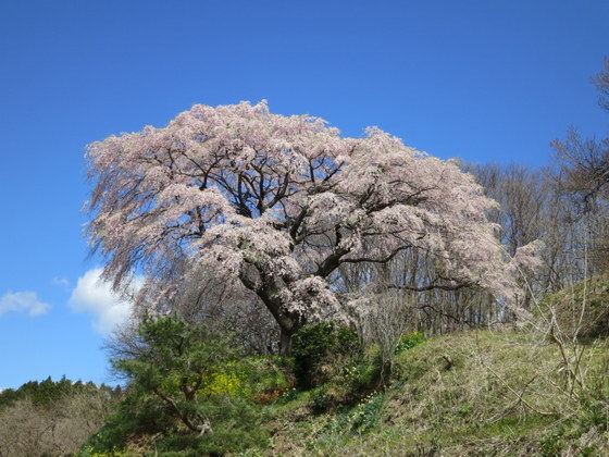 平石桜