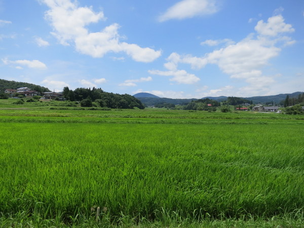 大玉村もいい田舎だ。稲が風にさわさわ言っていた。